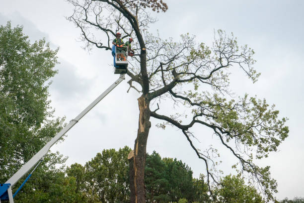 Best Stump Grinding and Removal  in Tennessee Ridge, TN