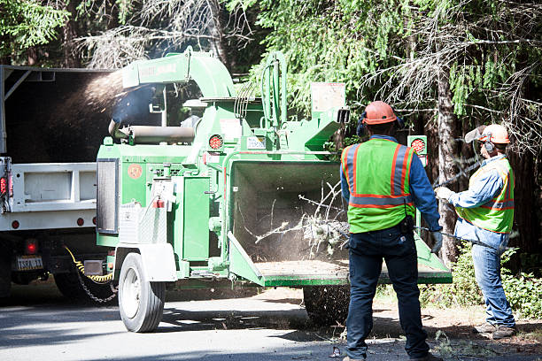 Best Tree Removal Service  in Tennessee Ridge, TN